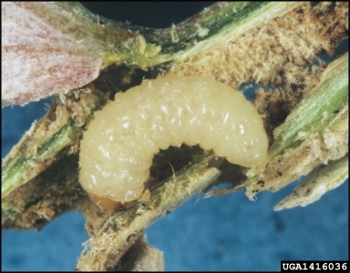 stem-boring weevil (Mecinus janthinus ) on Dalmatian toadflax (Linaria dalmatica ) - 1416036