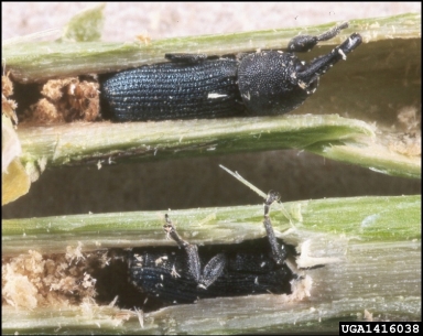 stem-boring weevil (Mecinus janthinus ) on Dalmatian toadflax (Linaria dalmatica ) - 1416038
