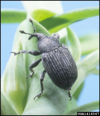 toadflax root-galling weevil (Rhinusa linariae ) on toadflax (Linaria spp. ) - 1416047