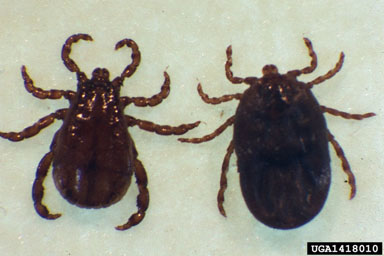 black fern winter tick, Dermacentor nigrolineatus  (Acari: Ixodidae) - 1418010