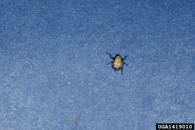 leaf-rolling weevil, Homoeolabus analis  (Coleoptera: Attelabidae) - 1419010