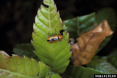 clay-colored leaf beetle, Anomoea laticlavia  (Coleoptera: Chrysomelidae) - 1419149