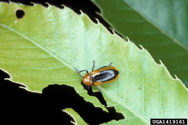 clay-colored leaf beetle, Anomoea laticlavia  (Coleoptera: Chrysomelidae) - 1419161
