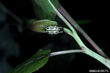 cottonwood leaf beetle, Chrysomela scripta  (Coleoptera: Chrysomelidae) - 1419171