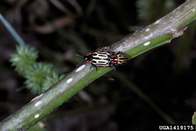 cottonwood leaf beetle, Chrysomela scripta  (Coleoptera: Chrysomelidae) - 1419175