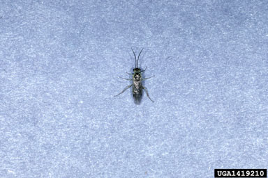common sawflies, Nematus spp.  (Hymenoptera: Tenthredinidae) - 1419210