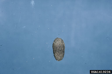 blackheaded ash sawfly, Tethida barda  (Hymenoptera: Tenthredinidae) - 1419236