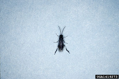 dusky birch sawfly, Croesus latitarsus  (Hymenoptera: Tenthredinidae) - 1419273