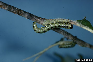 dusky birch sawfly, Croesus latitarsus  (Hymenoptera: Tenthredinidae) - 1419276