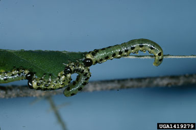 dusky birch sawfly, Croesus latitarsus  (Hymenoptera: Tenthredinidae) - 1419279