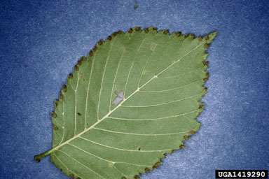 elm argid sawfly (Arge scapularis ) on American elm (Ulmus americana ) - 1419290