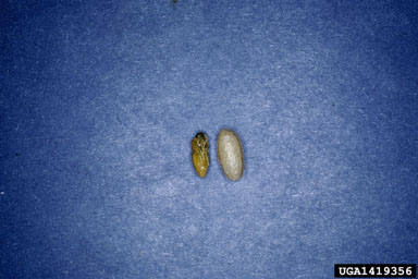 willow oak sawfly, Arge quidia  (Hymenoptera: Argidae) - 1419356