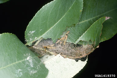 cherry webspinning sawfly (Neurotoma fasciata ) on black cherry (Prunus serotina ) - 1419370