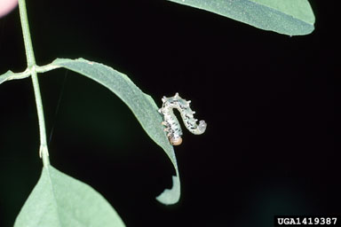 locust sawfly (Nematus tibialis ) on black locust (Robinia pseudoacacia ) - 1419387