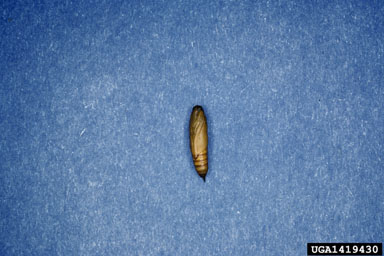 mulberry leaftier/roller, Glyphodes sibillalis  (Lepidoptera: Crambidae) - 1419430