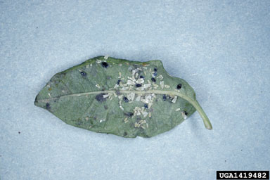 leafcurl ash aphid, Meliarhizophagus fraxinifolii  (Hemiptera: Aphididae) - 1419482