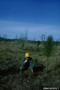 brown spot needle blight of pine (Mycosphaerella dearnessii ) on longleaf pine (Pinus palustris ) - 1420017