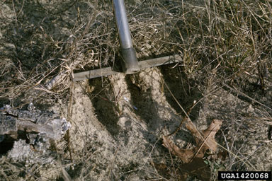 direct seeding on longleaf pine (Pinus palustris ) - 1420068