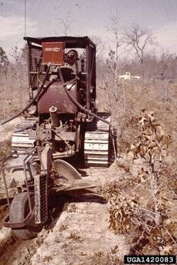 direct seeding on longleaf pine (Pinus palustris ) - 1420083