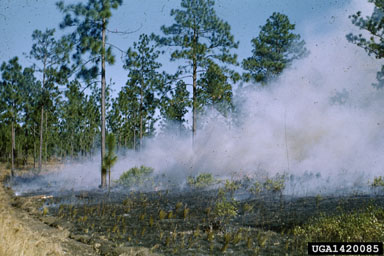 fire on longleaf pine (Pinus palustris ) - 1420085