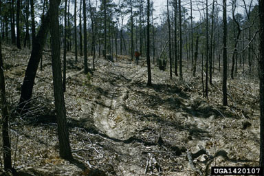 direct seeding on longleaf pine (Pinus palustris ) - 1420107