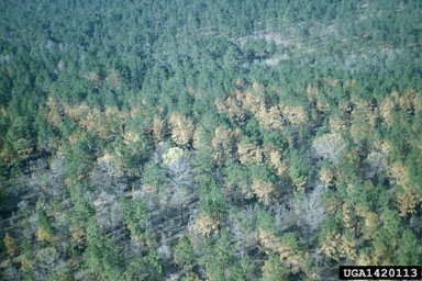 fire on longleaf pine (Pinus palustris ) - 1420113