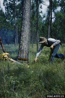 felling on longleaf pine (Pinus palustris ) - 1420115
