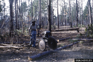 pulpwood on pine (Pinus spp. ) - 1420125