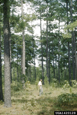 longleaf pine, Pinus palustris  (Pinales: Pinaceae) - 1420128