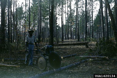 pulpwood,    - 1420134
