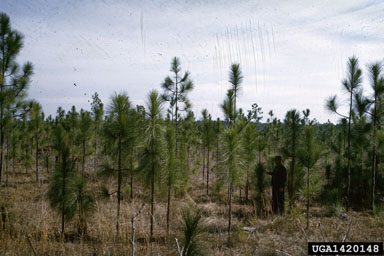 longleaf pine, Pinus palustris  (Pinales: Pinaceae) - 1420148