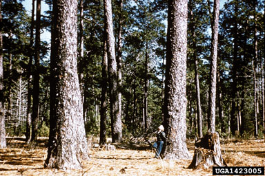 longleaf pine, Pinus palustris  (Pinales: Pinaceae) - 1423005