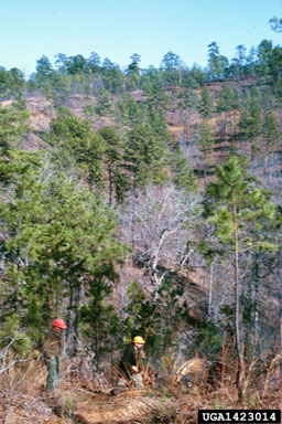 longleaf pine, Pinus palustris  (Pinales: Pinaceae) - 1423014