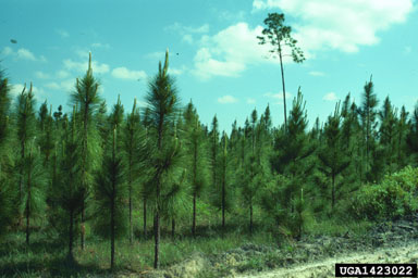 longleaf pine, Pinus palustris  (Pinales: Pinaceae) - 1423022
