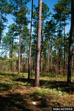 shelterwood on longleaf pine (Pinus palustris ) - 1423050