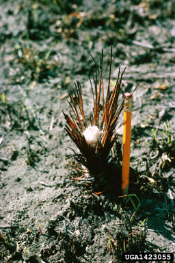 fire on longleaf pine (Pinus palustris ) - 1423055