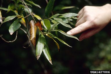 sudden oak death (Phytophthora ramorum ) on California laurel (Umbellularia californica ) - 1427006