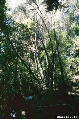 sudden oak death (Phytophthora ramorum ) on tanoak (Lithocarpus densiflorus ) - 1427018