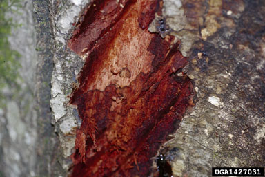 sudden oak death (Phytophthora ramorum ) on coast live oak (Quercus agrifolia ) - 1427031