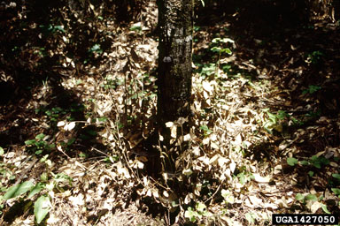 sudden oak death (Phytophthora ramorum ) on tanoak (Lithocarpus densiflorus ) - 1427050