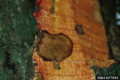 sudden oak death (Phytophthora ramorum ) on coast live oak (Quercus agrifolia ) - 1427055