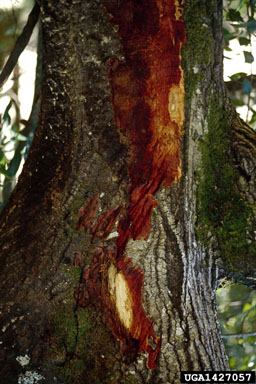 sudden oak death (Phytophthora ramorum ) on coast live oak (Quercus agrifolia ) - 1427057