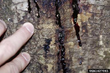 sudden oak death (Phytophthora ramorum ) on coast live oak (Quercus agrifolia ) - 1427061