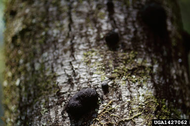 sudden oak death (Phytophthora ramorum ) on coast live oak (Quercus agrifolia ) - 1427062
