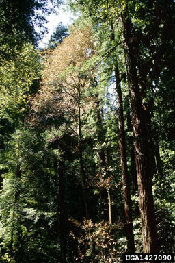 sudden oak death (Phytophthora ramorum ) on tanoak (Lithocarpus densiflorus ) - 1427090