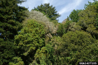 sudden oak death (Phytophthora ramorum ) on coast live oak (Quercus agrifolia ) - 1427105