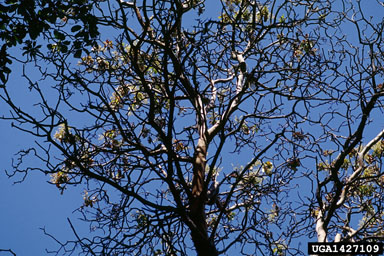 sudden oak death (Phytophthora ramorum ) on Pacific madrone (Arbutus menziesii ) - 1427109