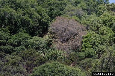 sudden oak death (Phytophthora ramorum ) on coast live oak (Quercus agrifolia ) - 1427110