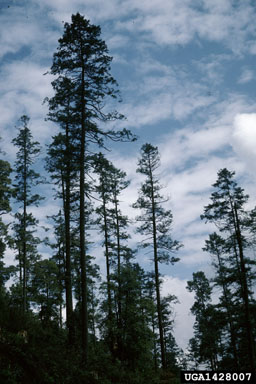 sacred fir, Abies religiosa  (Pinales: Pinaceae) - 1428007