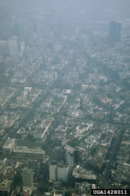 air pollutants,    (Abiotic: Other abiotic damage) - 1428011